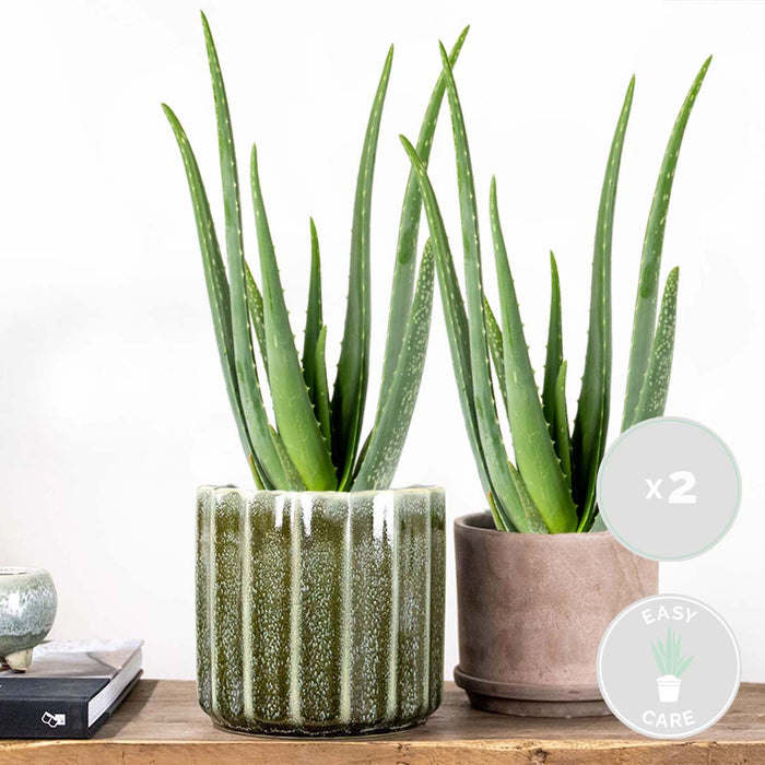 Bloomique - 2x Aloe Vera Barbadensis - Vetplant - ⌀12 cm - ↕35-40 cm