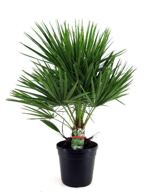 Fleur.nl Dracaena Compacta in watergevende Cubico zilver