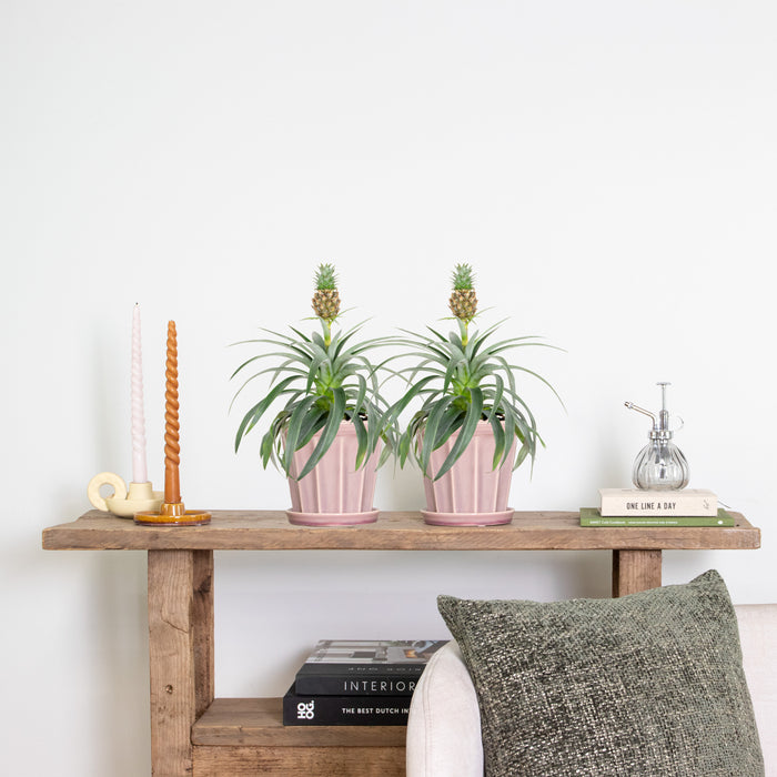 Bloomique - 2x Ananas comosus 'Mi Amigo' – Ananasplant – ⌀12 – ↕30-35