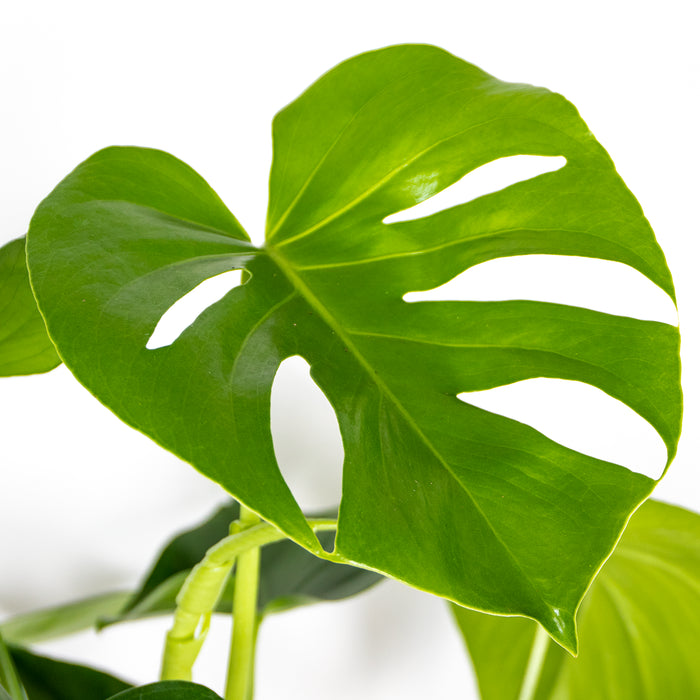 335f6e6d-a809-466e-ad08-a1aea6ef77e9-afbeelding3.jpg (3145818)