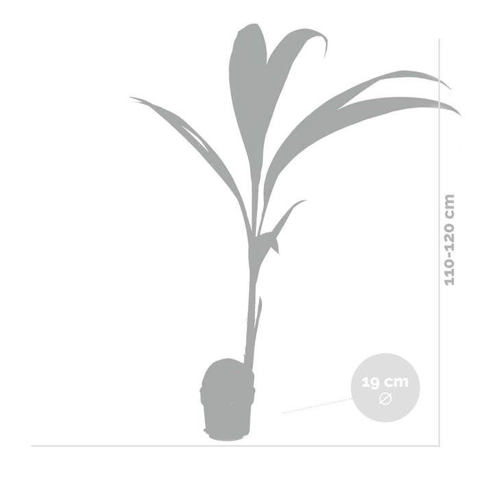 Bloomique - Cocos 'Nucifera' - Kokospalm - ⌀19 cm - ↕110-120 cm