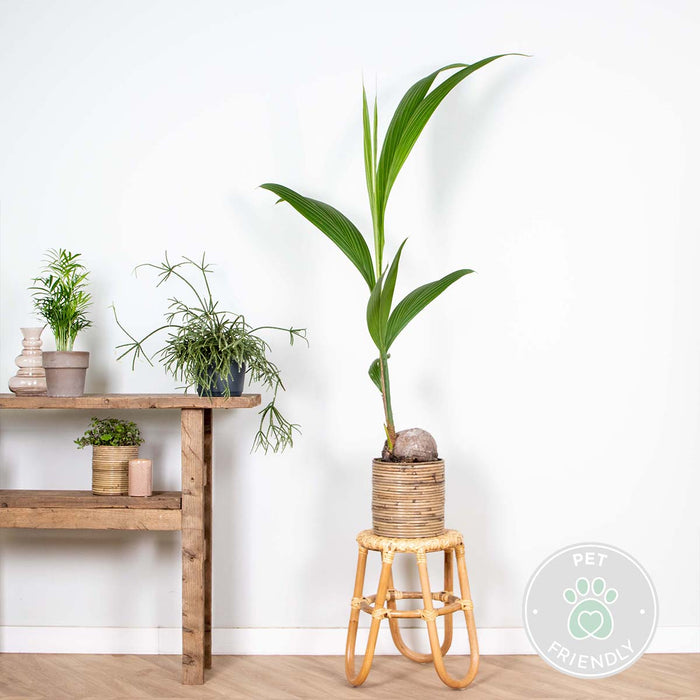 Bloomique - Cocos 'Nucifera' - Kokospalm - ⌀19 cm - ↕110-120 cm