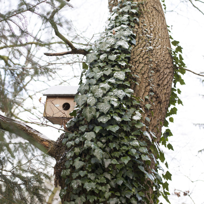 Esschert Eekhoornhuis