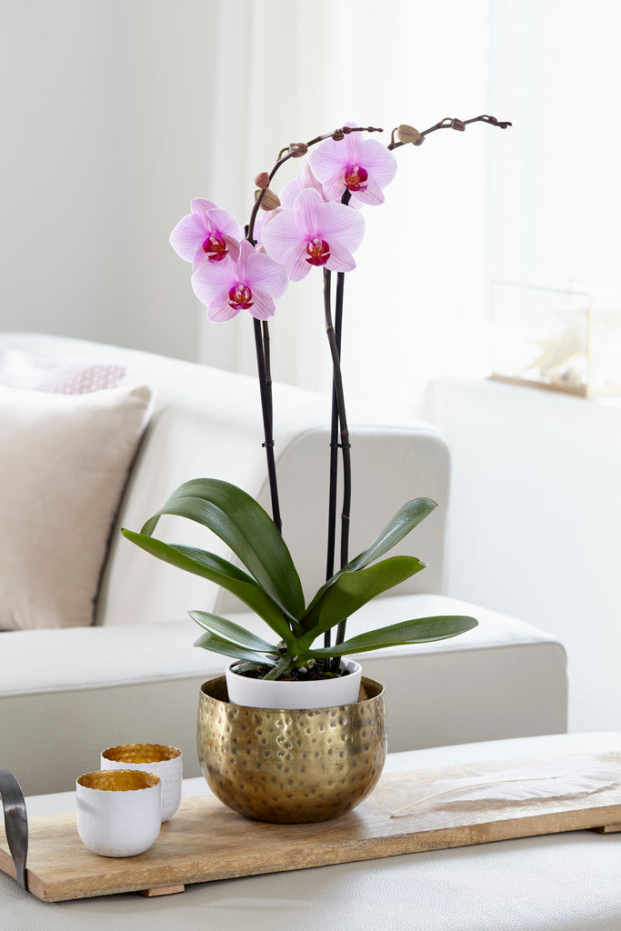 Bloomique - Orchidee - Phalaenopsis Roze - ⌀ 9 cm - ↕ 40 cm