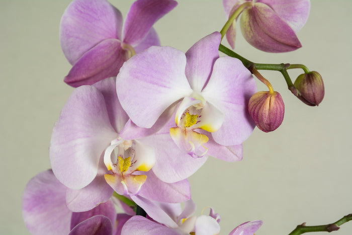 Bloomique - Orchidee - Phalaenopsis Roze - ⌀ 9 cm - ↕ 40 cm