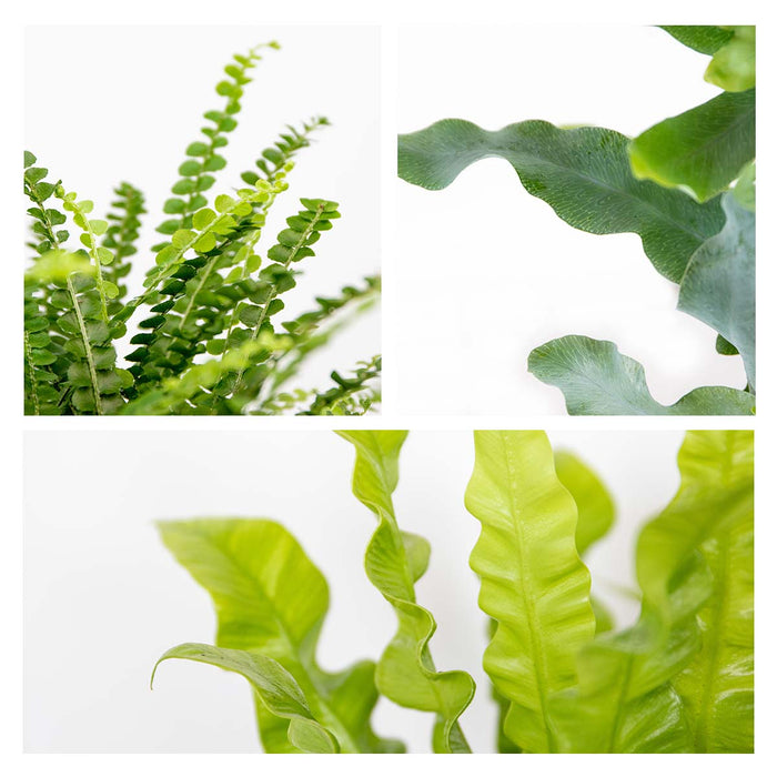 Bloomique - 3x Luchtzuiverende Varen Mix – ⌀12 cm - ↕25-35 cm