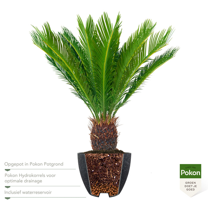 Pokon Cycas Palm incl. voeding in Nova Pot Terrazzo Zwart ↕75 cm