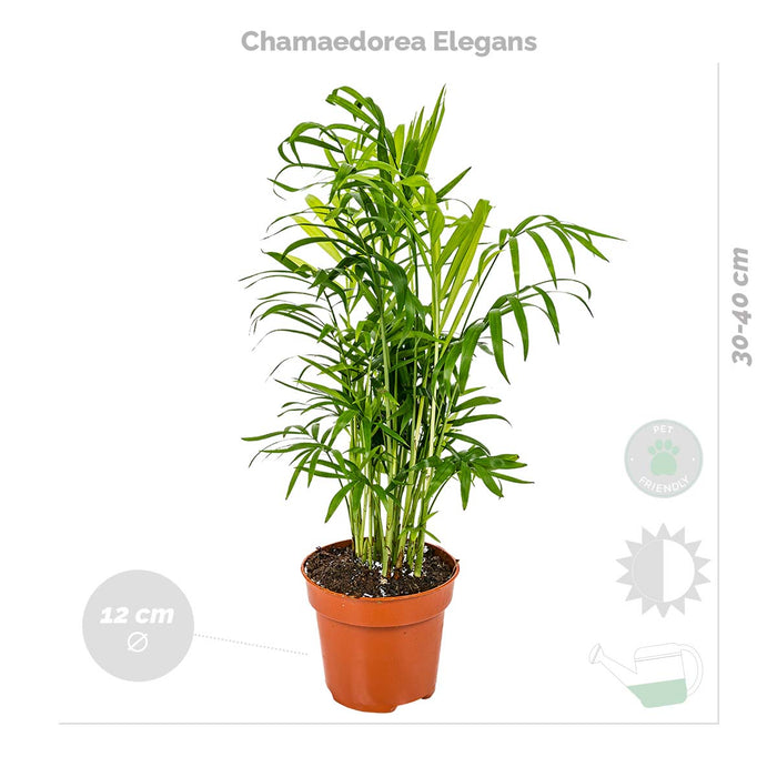 Bloomique - 4x Huisdiervriendelijk Mix – ⌀12 cm - ↕15-45 cm