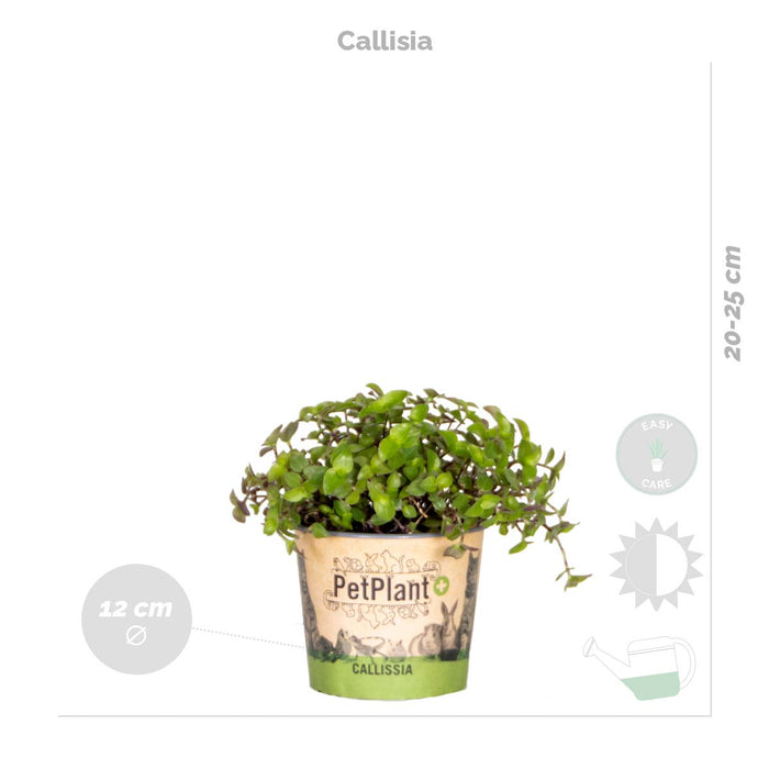 Bloomique - 4x Huisdiervriendelijk Mix – ⌀12 cm - ↕15-45 cm