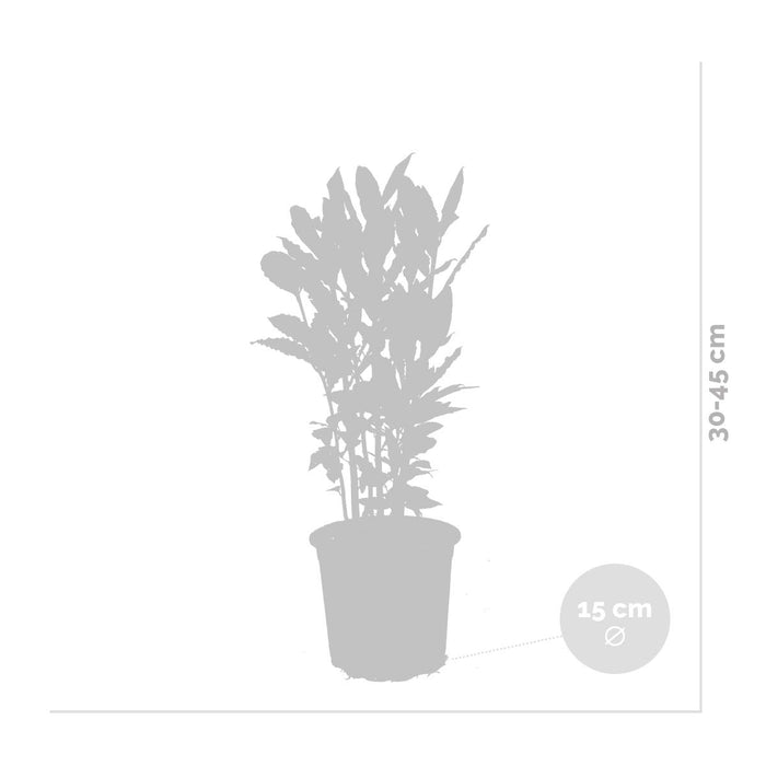 Bloomique - Laurus Nobilis - Keukenlaurier - ⌀15 cm - ↕30-45 cm