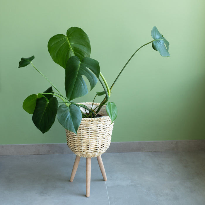 3b4f6368-d4b5-4ac5-86b8-2554873e0681-afbeelding8.jpg (3294708)