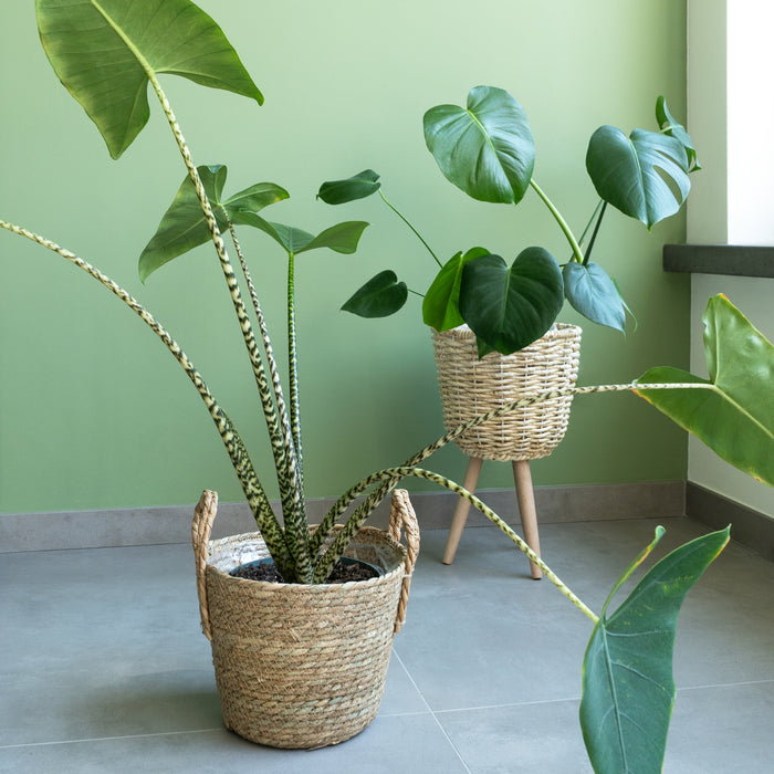 3b4f6368-d4b5-4ac5-86b8-2554873e0681-afbeelding9.jpg (3294709)