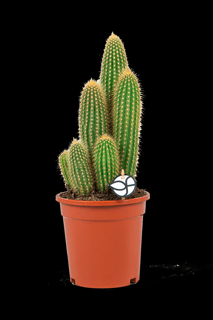 f37b9342-e903-4fdd-8e72-d39fce74b7fb-sfeerbeeld.jpg (3309194)