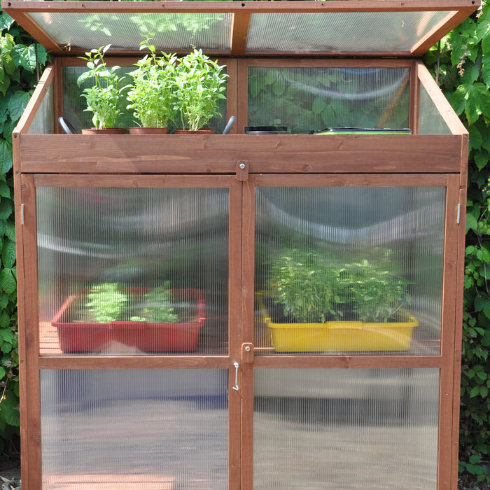 Royal Well Sweet Basil Patiokas