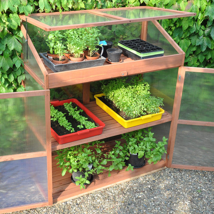 Royal Well Sweet Basil Patiokas