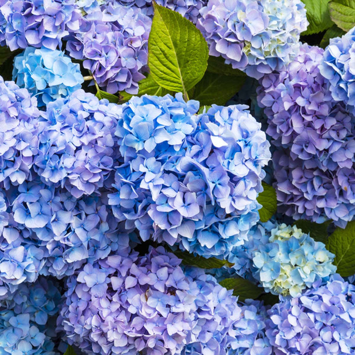 Bloomique - 3x Hydrangea 'Early Blue'– Hortensia – ⌀14 cm - ↕30-40 cm