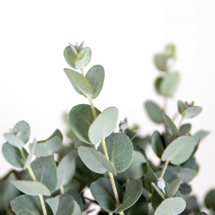 Bloomique - 2x Eucalyptus gunnii - Gomboom - ⌀14 cm - ↕25-35 cm