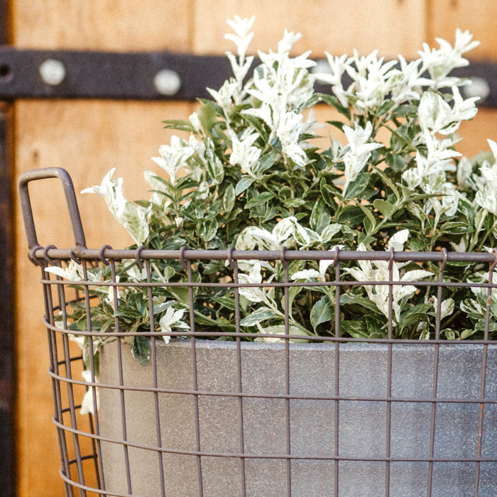 Capi Europe Smooth Bloempot Ø 43 cm