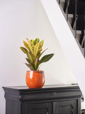 80624704-13fe-4a11-a939-ab15b6373ea6-afbeelding10.jpg (3418663)