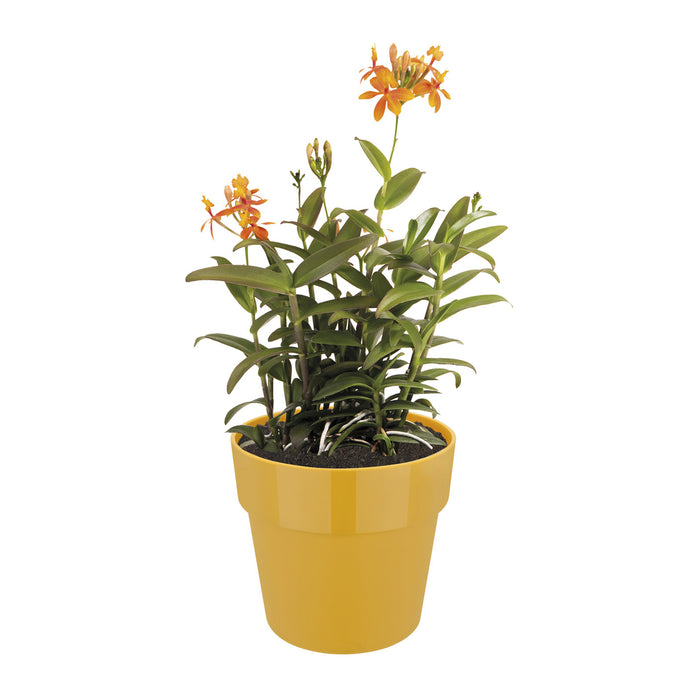 Elho B.For Original Bloempot 30 cm