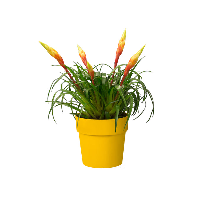 Elho B.For Original Bloempot 35 cm met Wielen