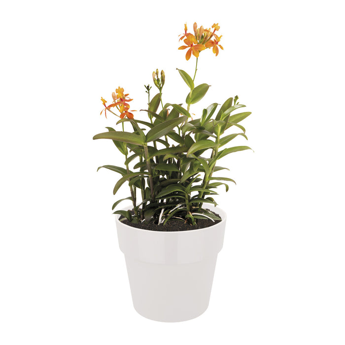 Elho B.For Original Bloempot 35 cm met Wielen