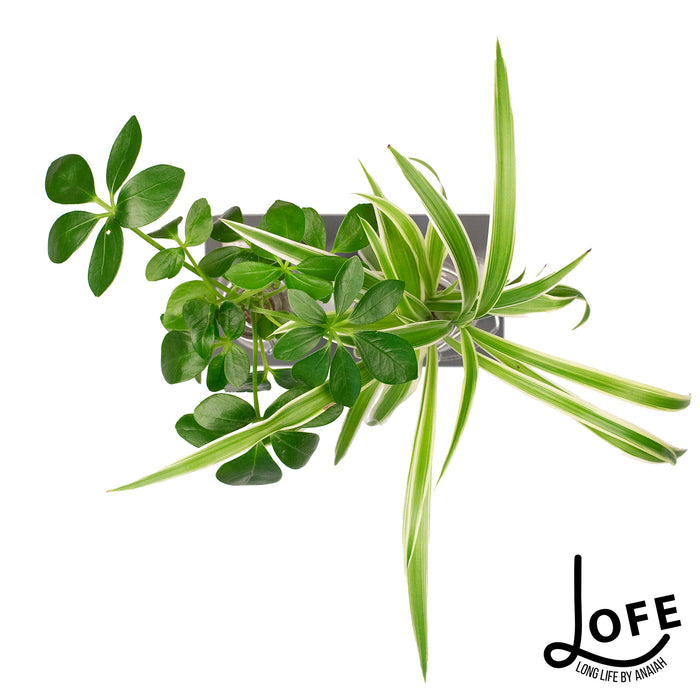 LOFE | Geschenkset Urban jungle op water