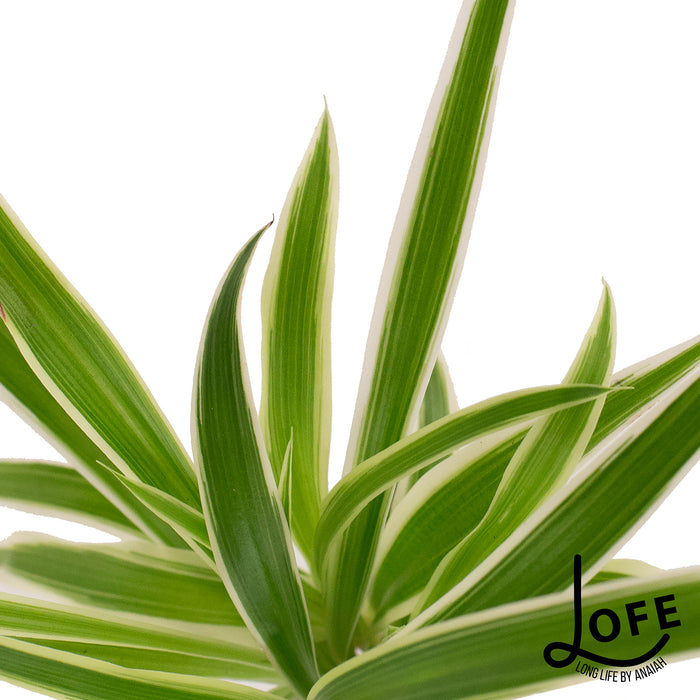 LOFE | Geschenkset Urban jungle op water