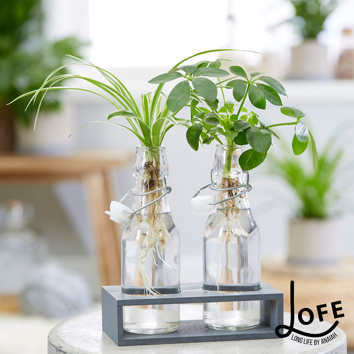 LOFE | Geschenkset Urban jungle op water