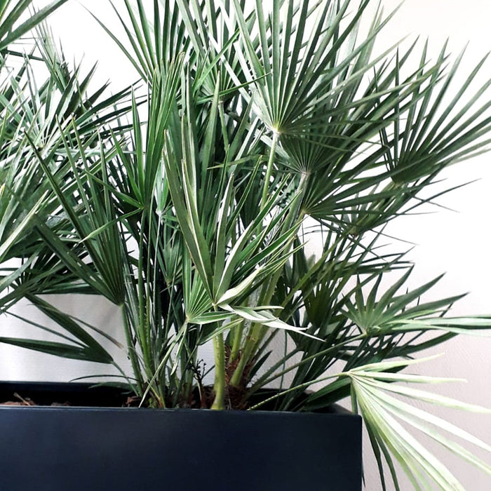 Grönfeld Plantenbak B 80 x D 40 cm