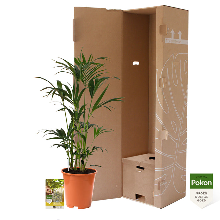 Pokon Kentia Palm incl. watermeter en voeding ↕110 cm