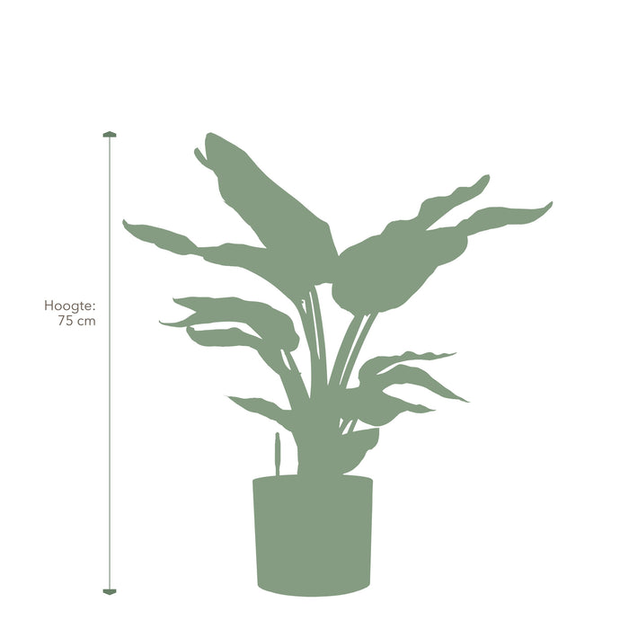 Pokon Strelitzia incl. watermeter en voeding in Pot Zwart ↕75 cm