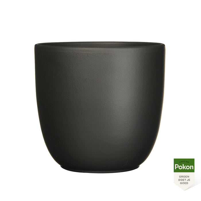 Pokon Strelitzia incl. watermeter en voeding in Pot Zwart ↕75 cm