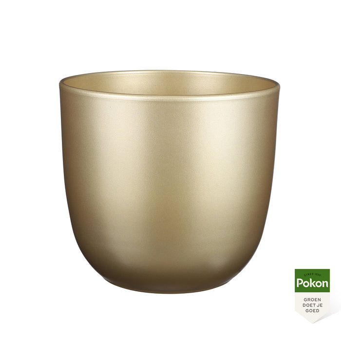 Pokon Goudpalm incl. watermeter en voeding in Pot Goud ↕125 cm