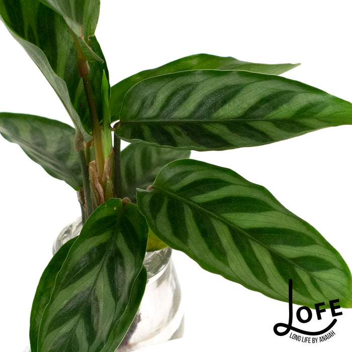 LOFE | Urban jungle op water in glas