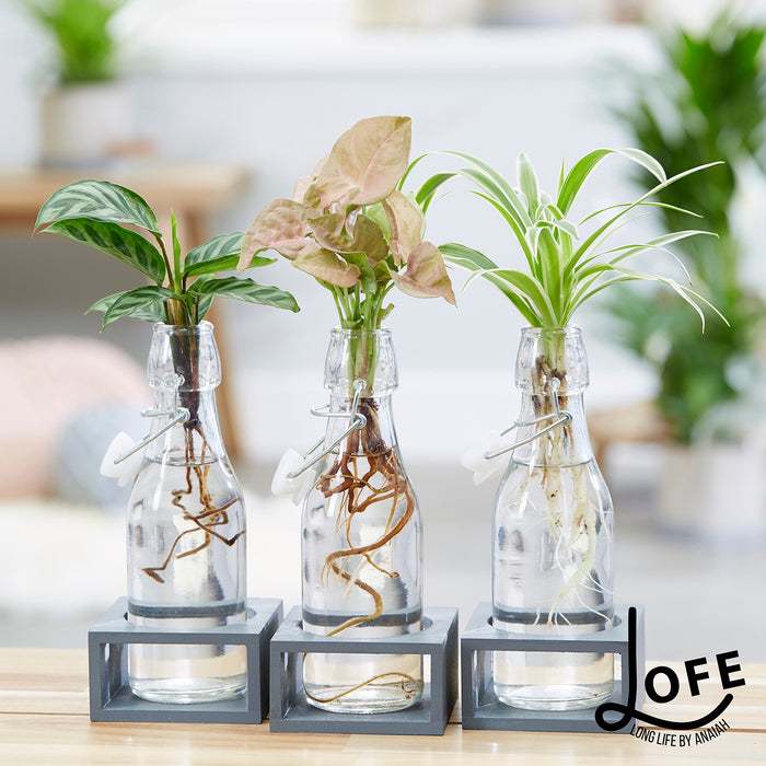 LOFE | Urban jungle op water in glas