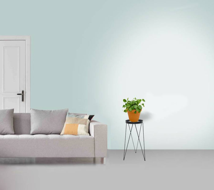 Fleurdirect Pilea in Terra Cotta pot