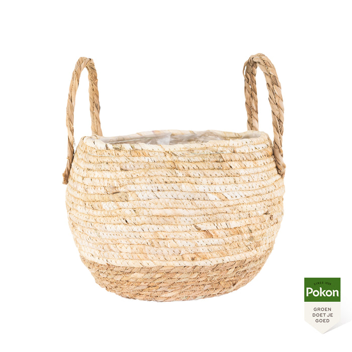 Pokon Kentia Palm incl. watermeter en voeding in Mand ↕125 cm