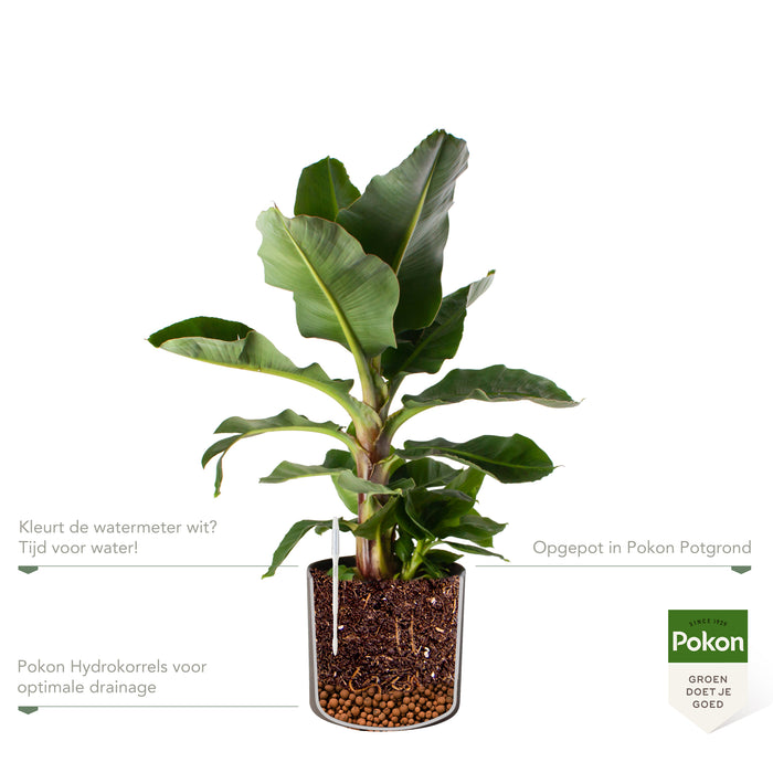 Pokon Bananenplant incl. watermeter en voeding in Pot Dkr Grijs ↕80cm