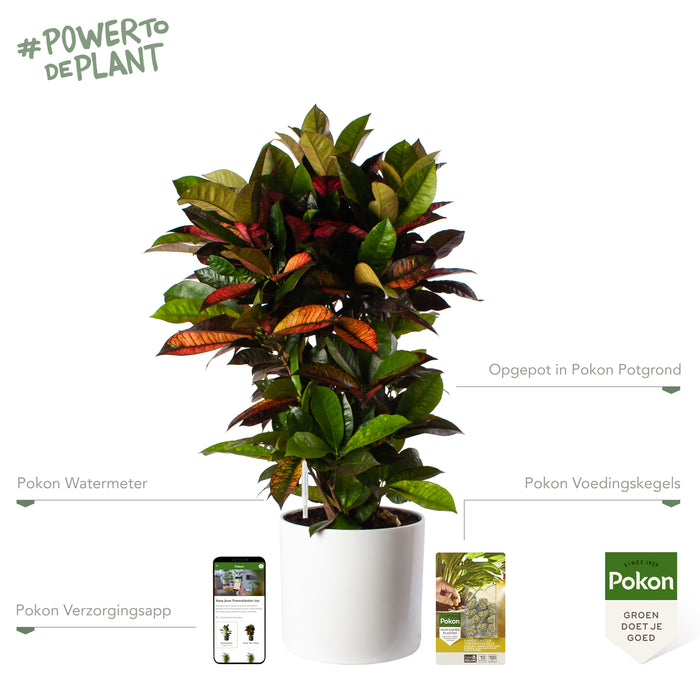 Pokon Croton incl. watermeter en voeding in Pot Wit ↕100 cm