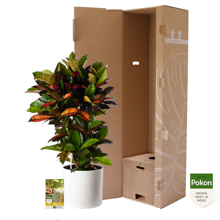 Pokon Croton incl. watermeter en voeding in Pot Wit ↕100 cm