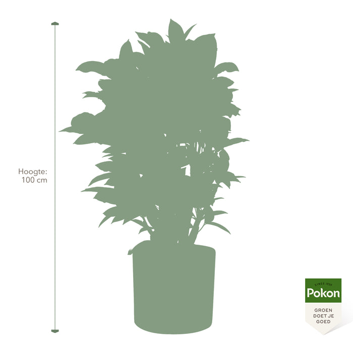 Pokon Croton incl. watermeter en voeding in Pot Wit ↕100 cm