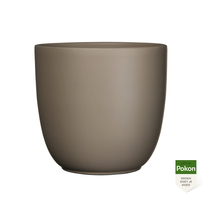 Pokon Goudpalm incl. watermeter en voeding in Pot Taupe ↕125 cm