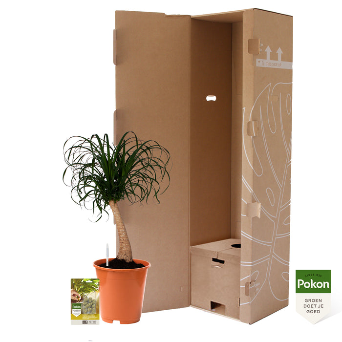 Pokon Olifantspoot incl. watermeter en voeding ↕80 cm