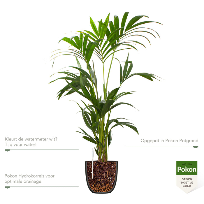 Pokon Kentia Palm incl. watermeter en voeding in Pot Zwart ↕110 cm