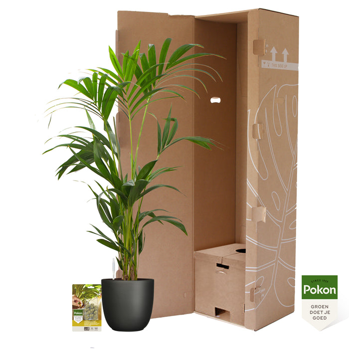 Pokon Kentia Palm incl. watermeter en voeding in Pot Zwart ↕110 cm
