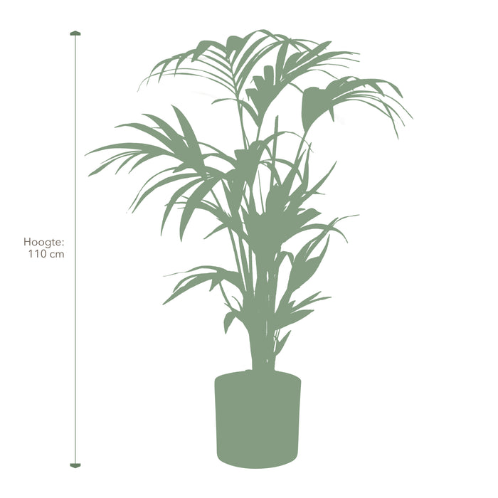 Pokon Kentia Palm incl. watermeter en voeding in Pot Zwart ↕110 cm