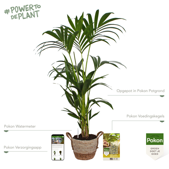 Pokon Kentia Palm incl. watermeter en voeding in Mand ↕110 cm