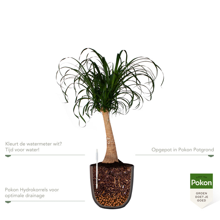 Pokon Olifantspoot incl. watermeter en voeding in Pot Zwart ↕80 cm