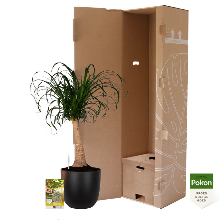 Pokon Olifantspoot incl. watermeter en voeding in Pot Zwart ↕80 cm